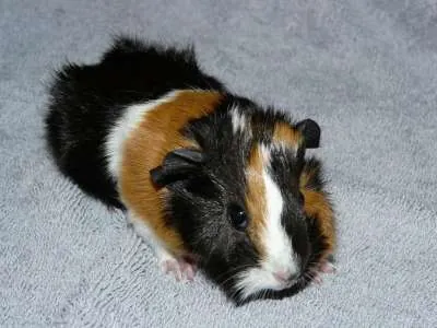 Abessijn cavia