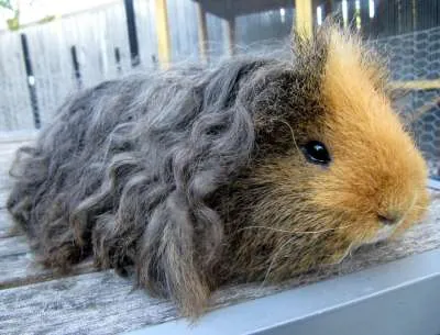Alpaca cavia