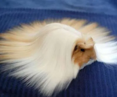 Peruvian cavia