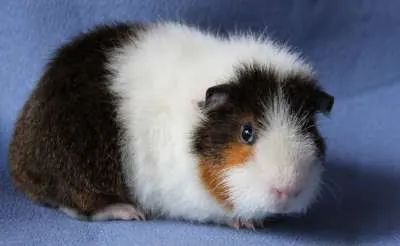 Rax cavia