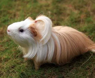 Sheltie cavia