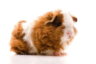 Tessel cavia